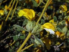 Sápa vlnatá (Phlomis lanata Willdenow)