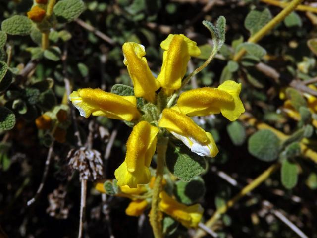 Sápa vlnatá (Phlomis lanata Willdenow)