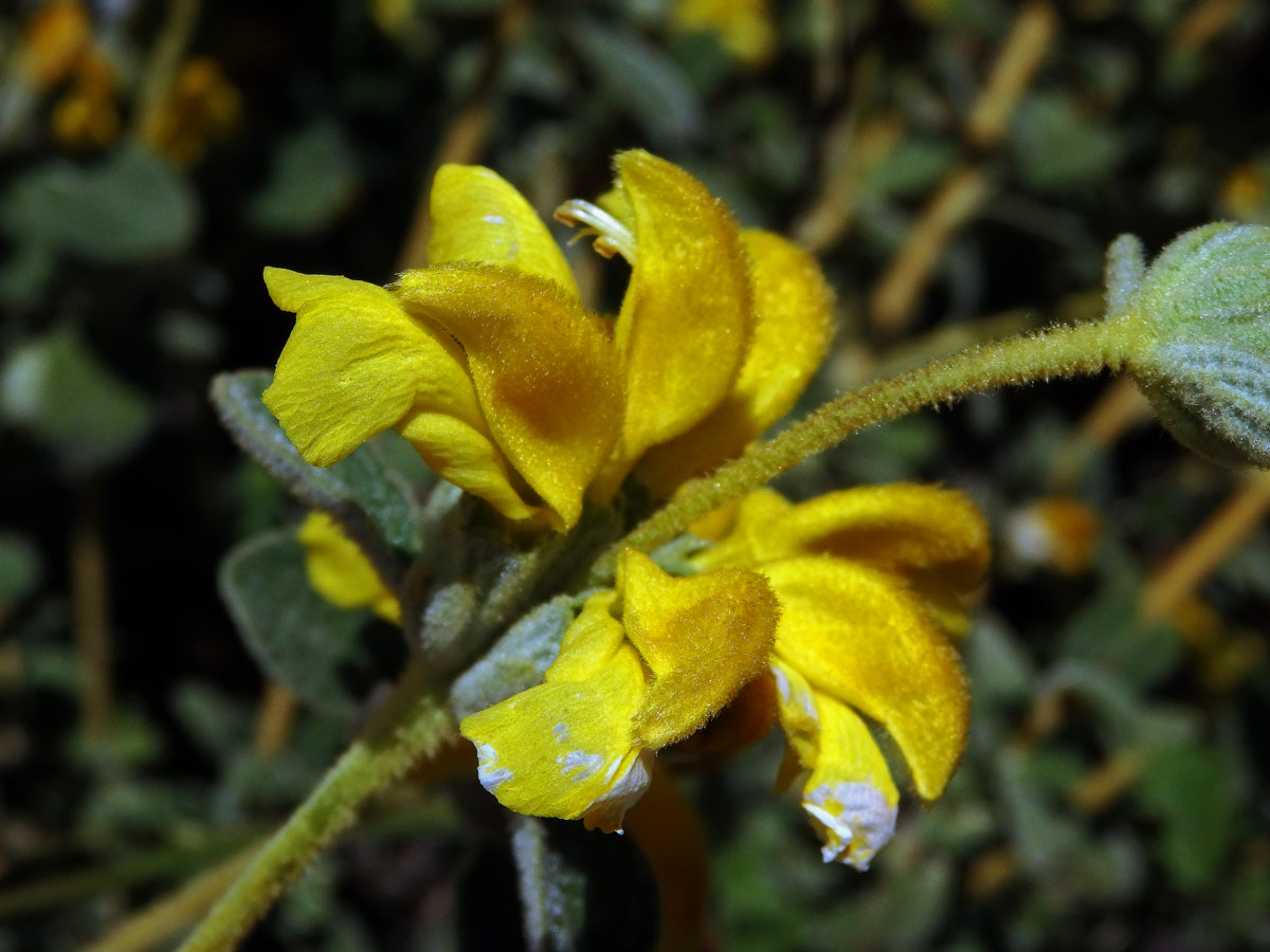 Sápa vlnatá (Phlomis lanata Willdenow)