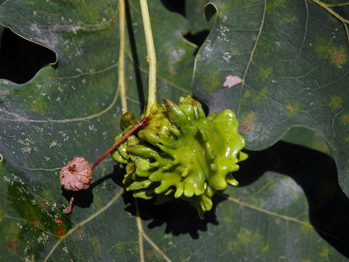 Hálky žlabatky kalichové (Andricus quercuscalicis)