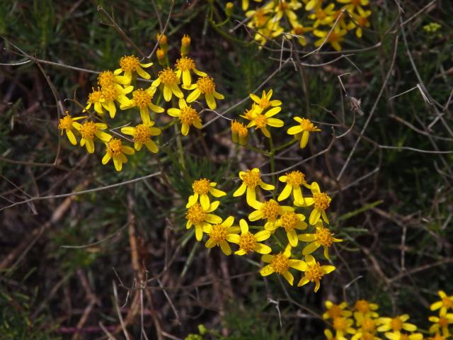 Starček (Senecio linifolius L.)