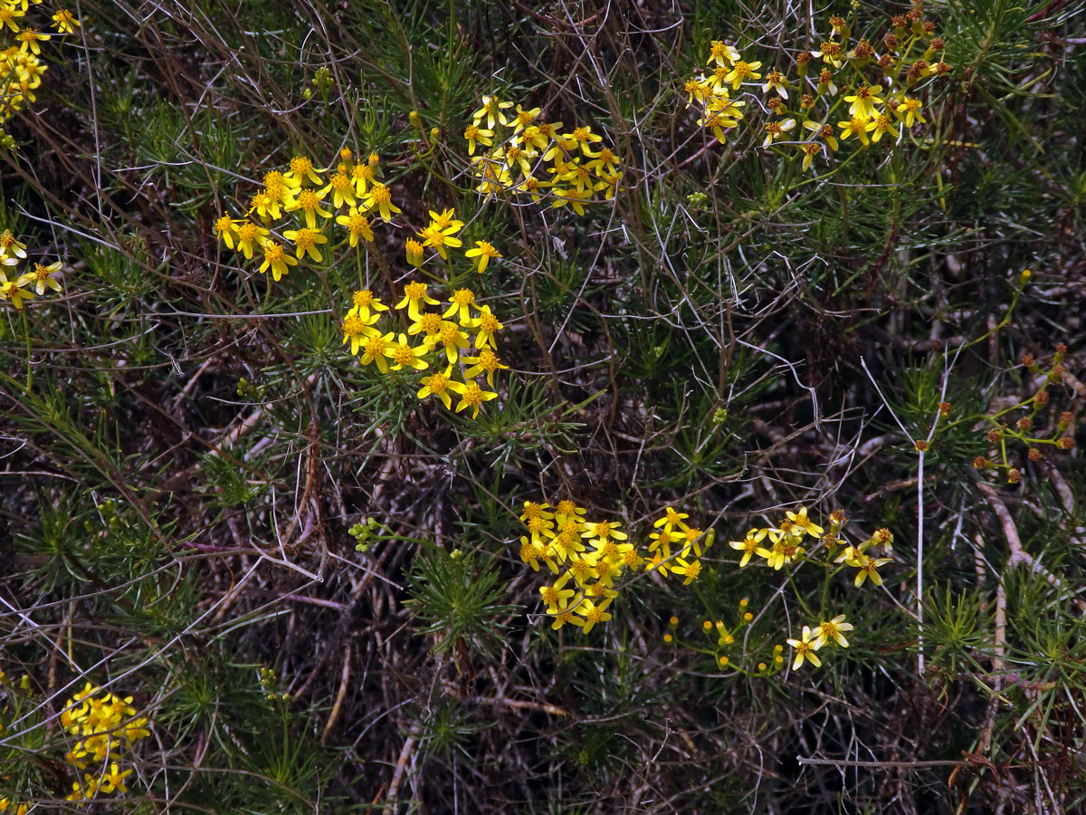 Starček (Senecio linifolius L.)