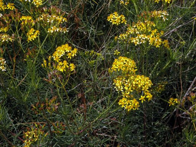 Starček (Senecio linifolius L.)