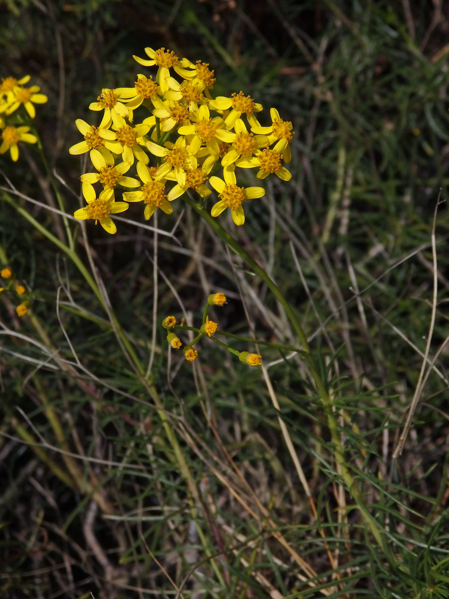 Starček (Senecio linifolius L.)