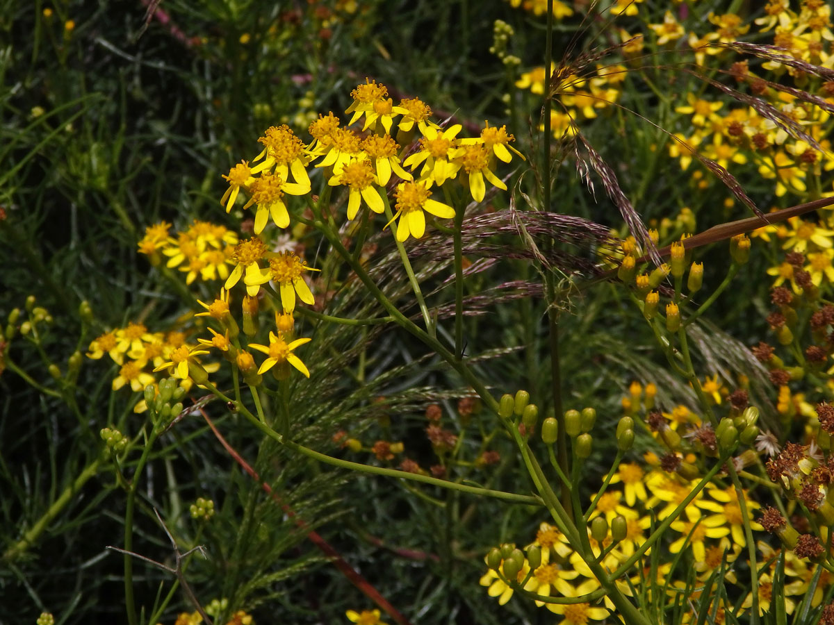 Starček (Senecio linifolius L.)