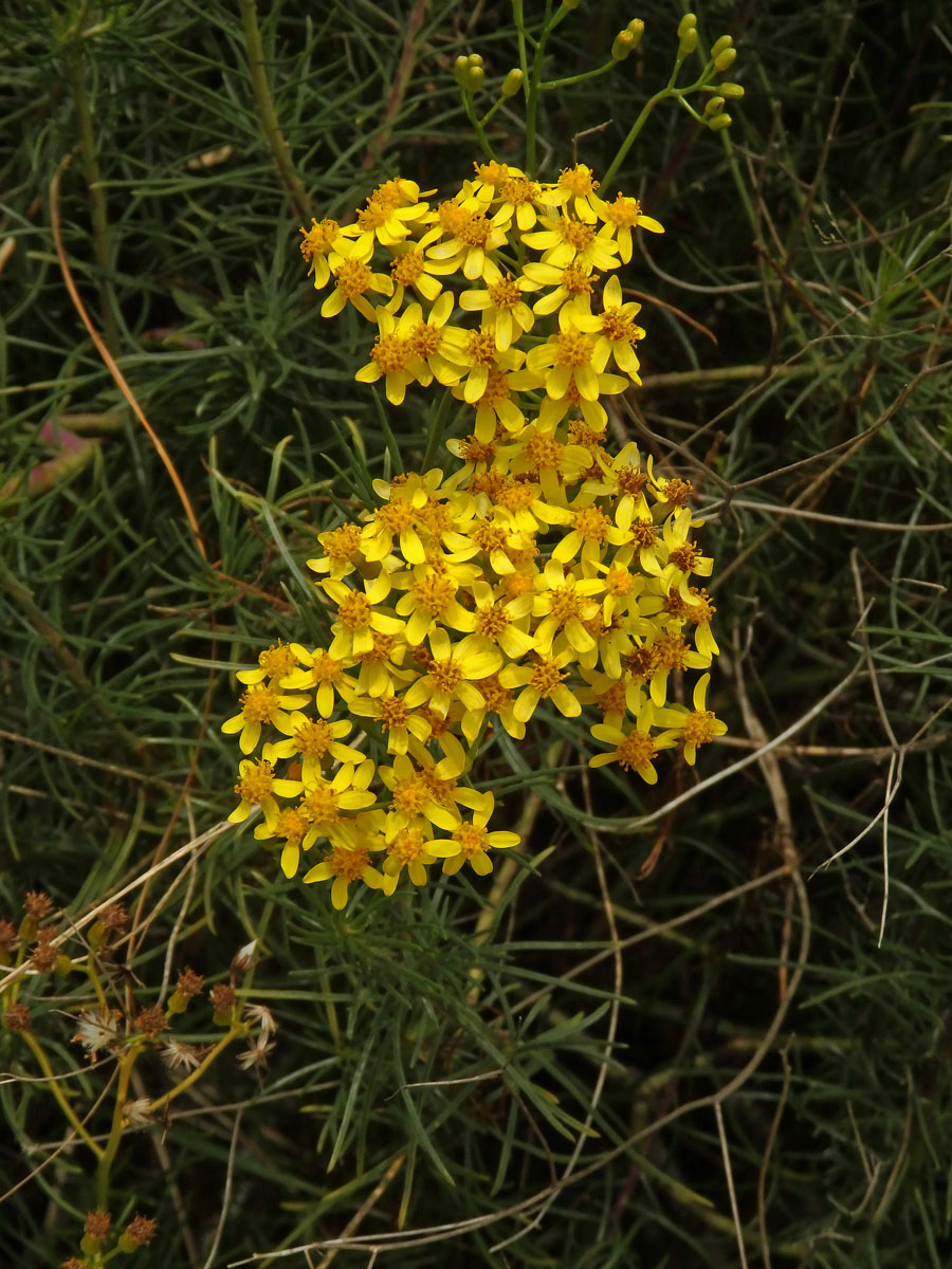 Starček (Senecio linifolius L.)