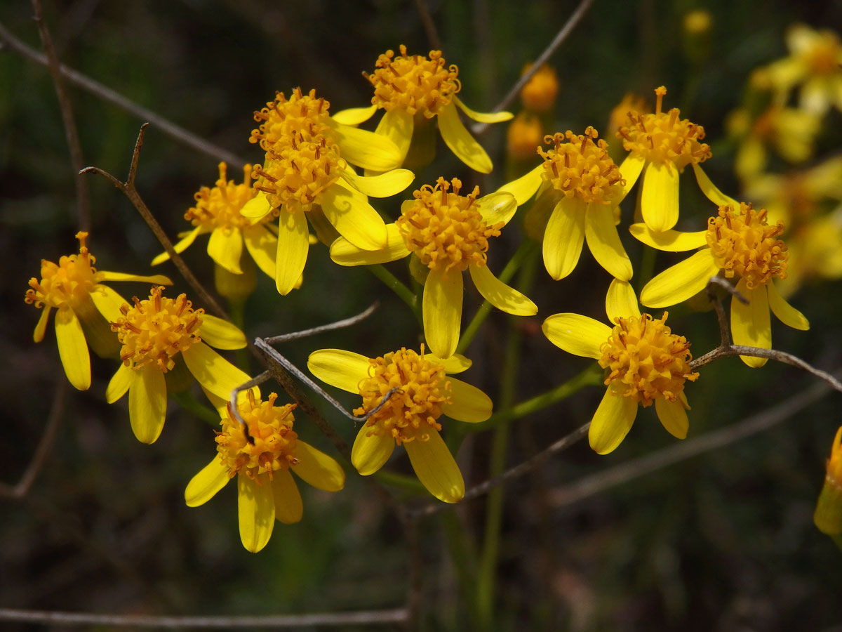 Starček (Senecio linifolius L.)