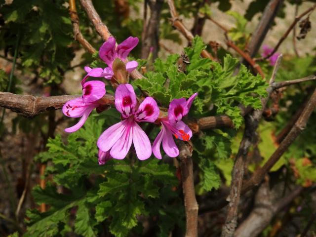 Pelargónie (Pelargonium quercifolium (L. f.) L'Hér. ex Aiton)