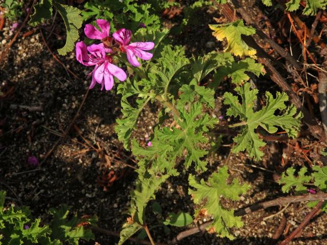 Pelargónie (Pelargonium quercifolium (L. f.) L'Hér. ex Aiton)