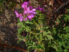 Pelargónie (Pelargonium quercifolium (L. f.) L'Hér. ex Aiton)