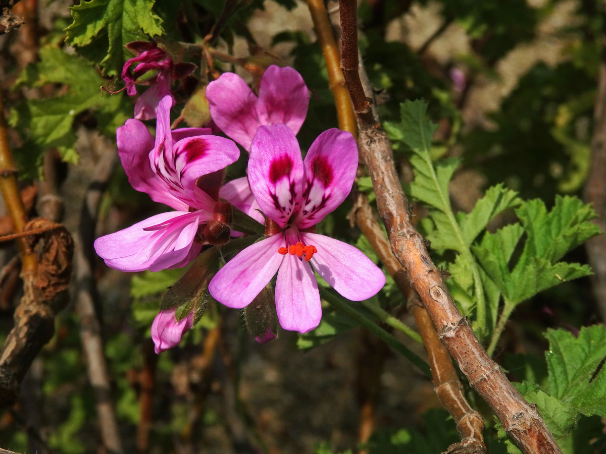 Pelargónie (Pelargonium quercifolium (L. f.) L'Hér. ex Aiton)