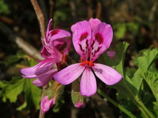 Pelargónie (Pelargonium quercifolium (L. f.) L'Hér. ex Aiton)