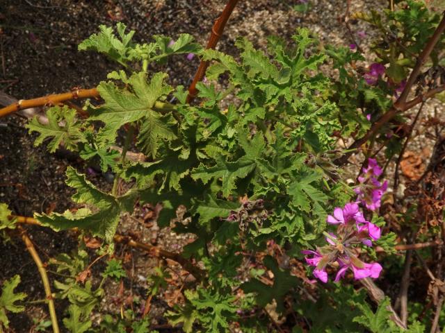 Pelargónie (Pelargonium quercifolium (L. f.) L'Hér. ex Aiton)