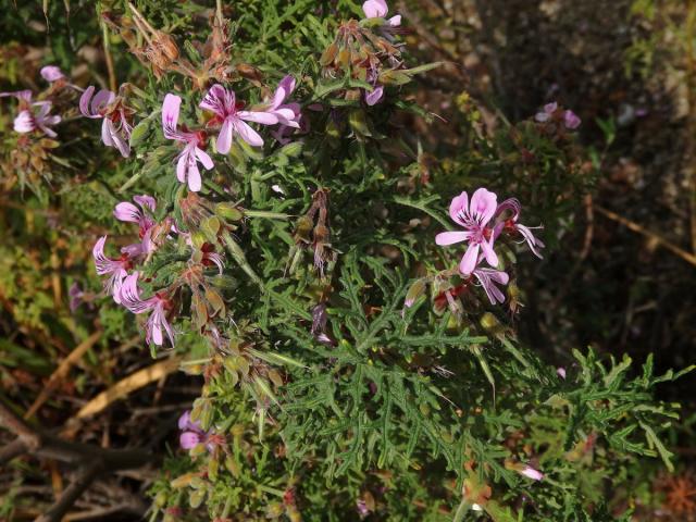 Pelargónie (Pelargonium radens H. E. Moore)