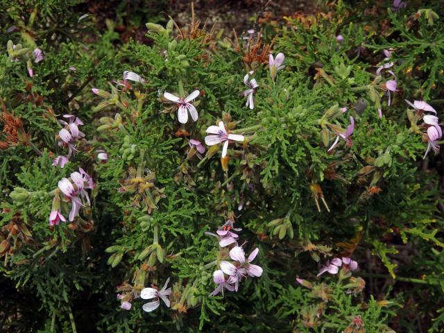 Pelargónie (Pelargonium radens H. E. Moore)