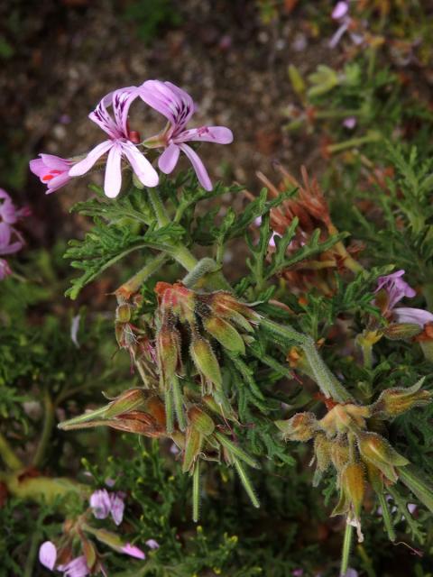 Pelargónie (Pelargonium radens H. E. Moore)