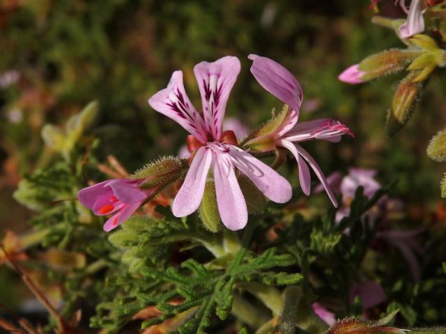 Pelargónie (Pelargonium radens H. E. Moore)