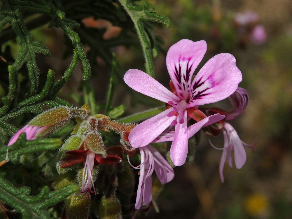 Pelargónie (Pelargonium radens H. E. Moore)