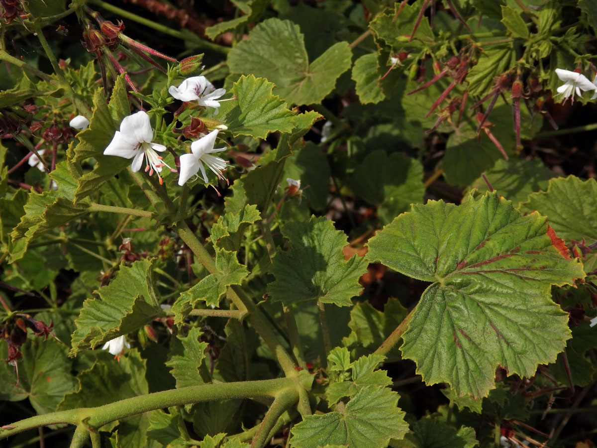 Pelargónie (Pelargonium ribifolium Jacq.)