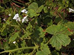 Pelargónie (Pelargonium ribifolium Jacq.)