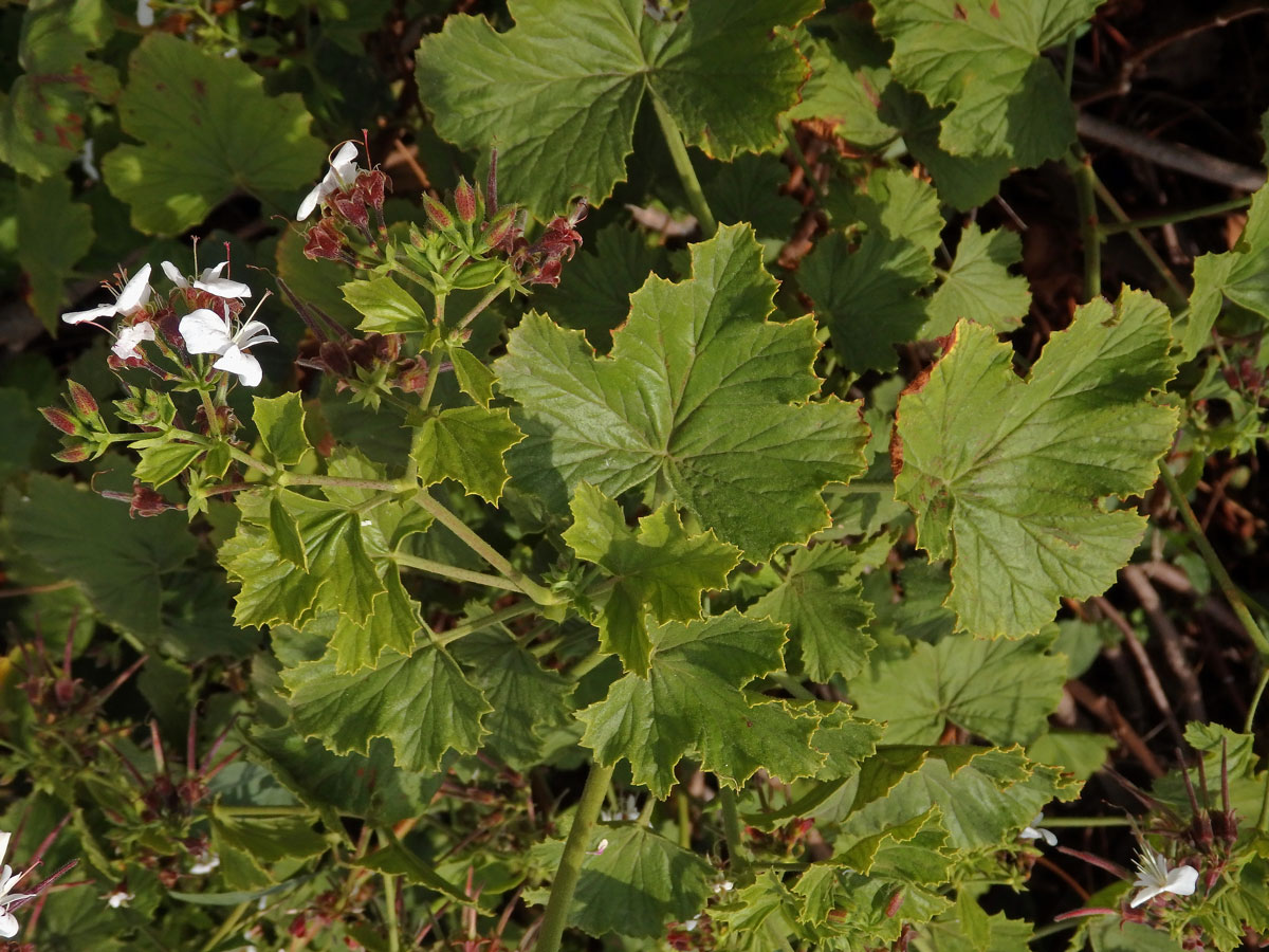 Pelargónie (Pelargonium ribifolium Jacq.)