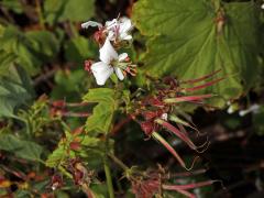 Pelargónie (Pelargonium ribifolium Jacq.)