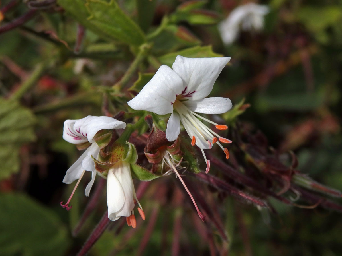 Pelargónie (Pelargonium ribifolium Jacq.)