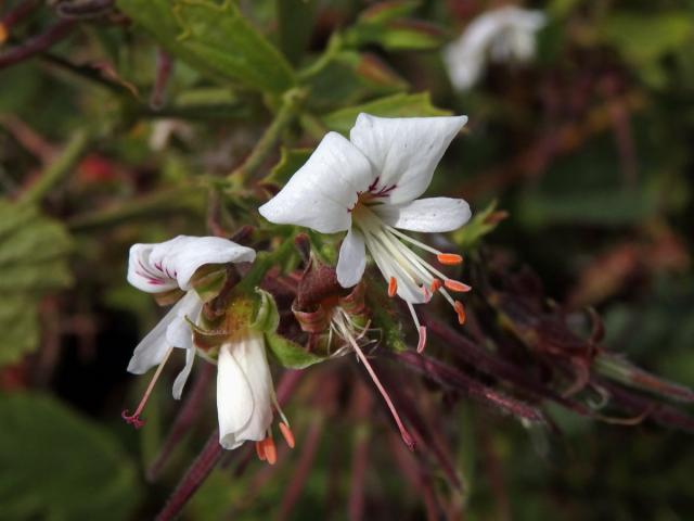 Pelargónie (Pelargonium ribifolium Jacq.)