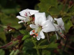 Pelargónie (Pelargonium ribifolium Jacq.)