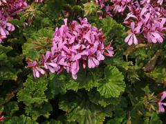 Pelargónie (Pelargonium zonale (L.) L'Hér. ex Aiton)