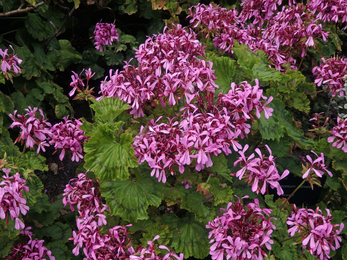 Pelargónie (Pelargonium zonale (L.) L'Hér. ex Aiton)