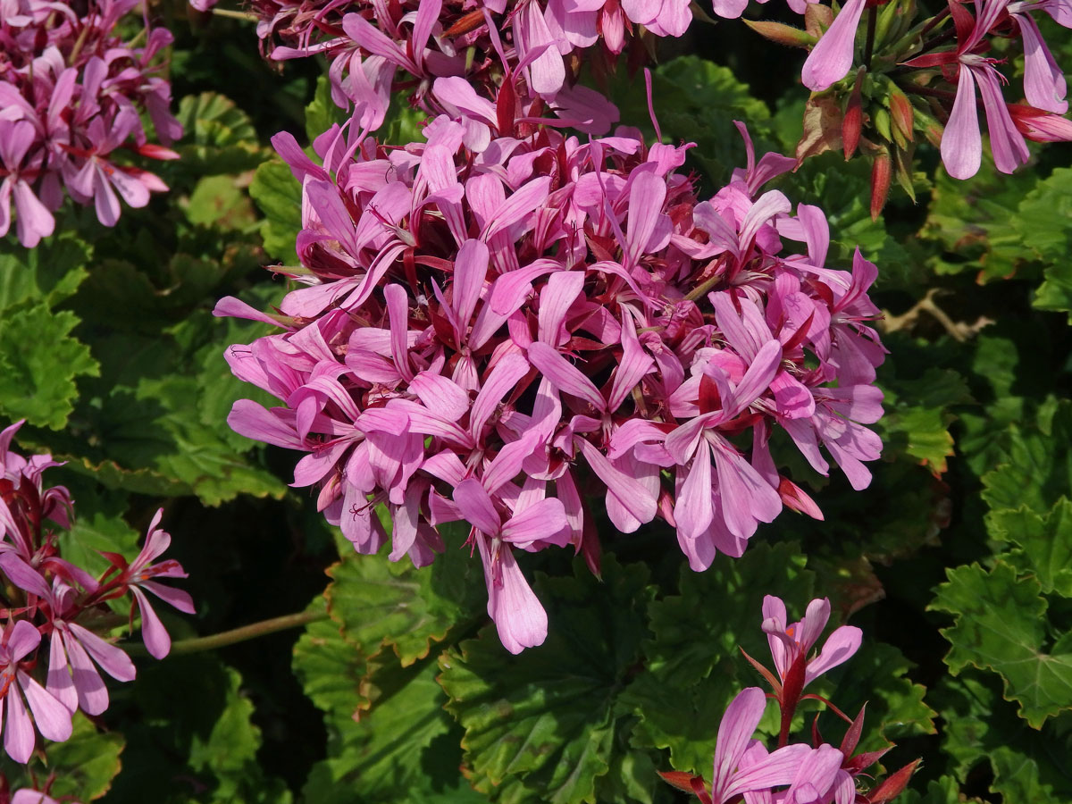 Pelargónie (Pelargonium zonale (L.) L'Hér. ex Aiton)