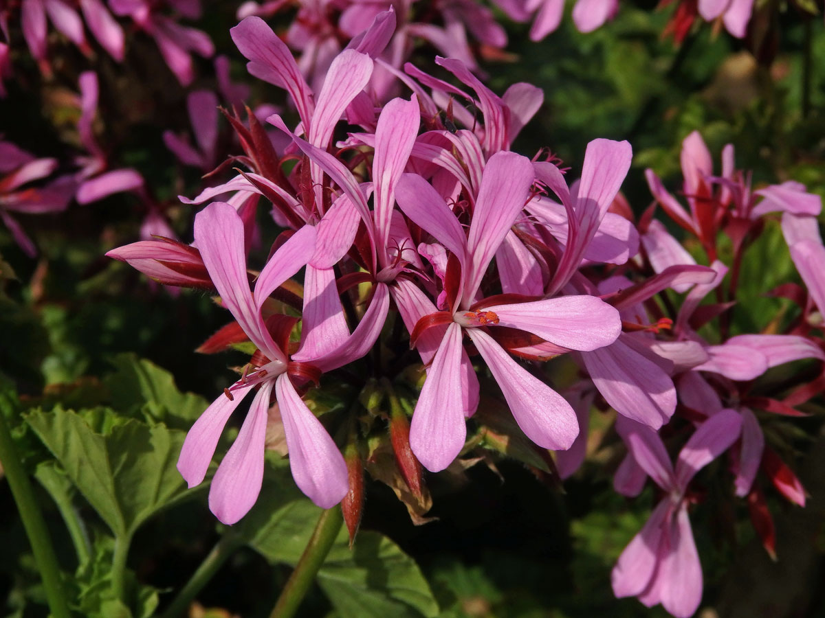 Pelargónie (Pelargonium zonale (L.) L'Hér. ex Aiton)