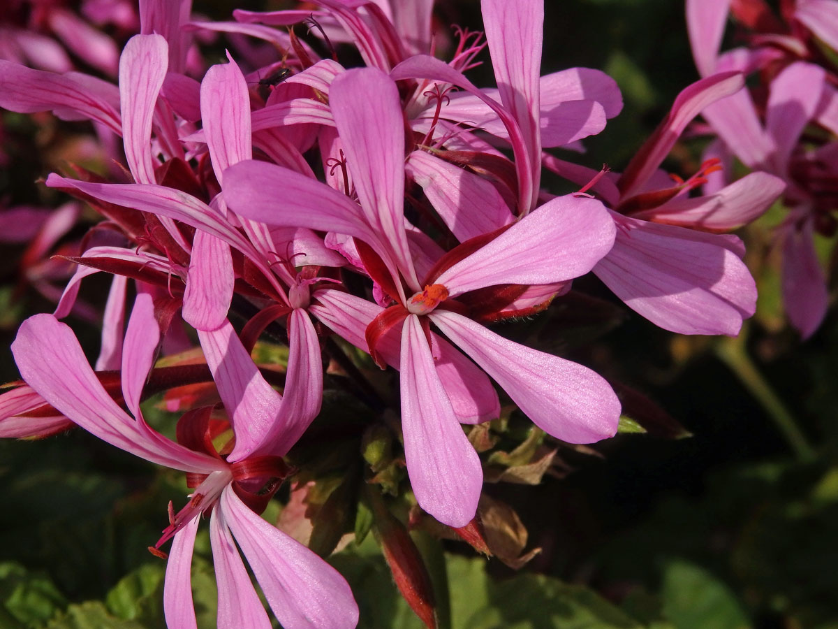 Pelargónie (Pelargonium zonale (L.) L'Hér. ex Aiton)