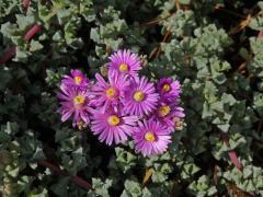 Oscularia deltoides (L.) Schwantes