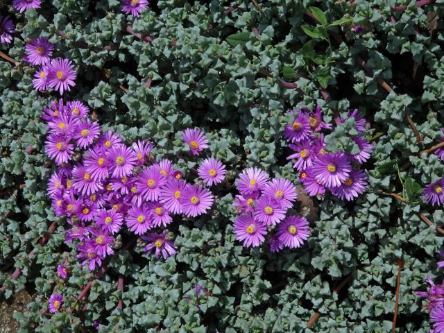 Oscularia deltoides (L.) Schwantes