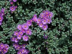 Oscularia deltoides (L.) Schwantes