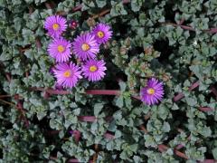 Oscularia deltoides (L.) Schwantes