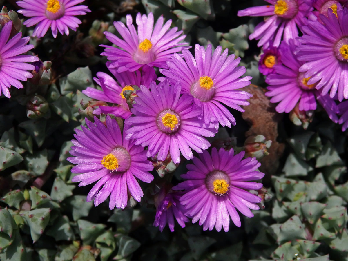 Oscularia deltoides (L.) Schwantes