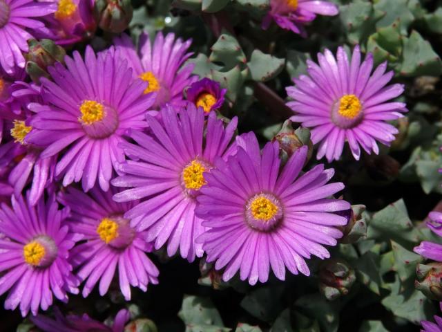 Oscularia deltoides (L.) Schwantes