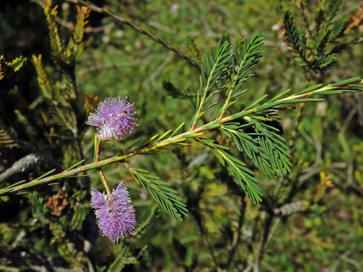 Melaleuca decussata R. Br.