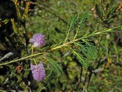 Melaleuca decussata R. Br. 