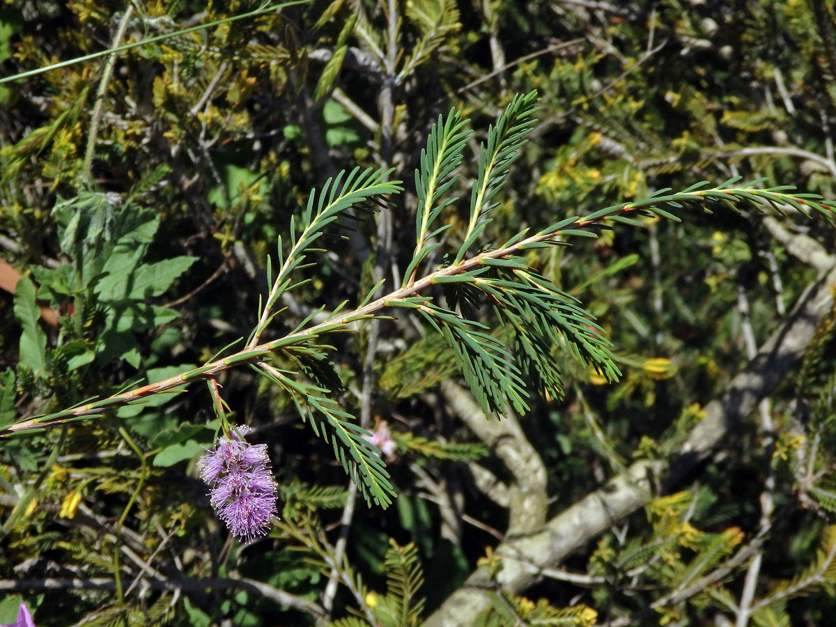 Melaleuca decussata R. Br.