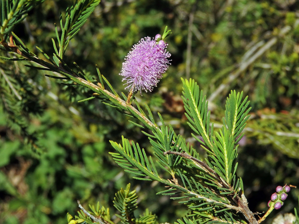 Melaleuca decussata R. Br.