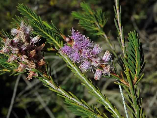 Melaleuca decussata R. Br.