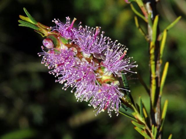 Melaleuca decussata R. Br.