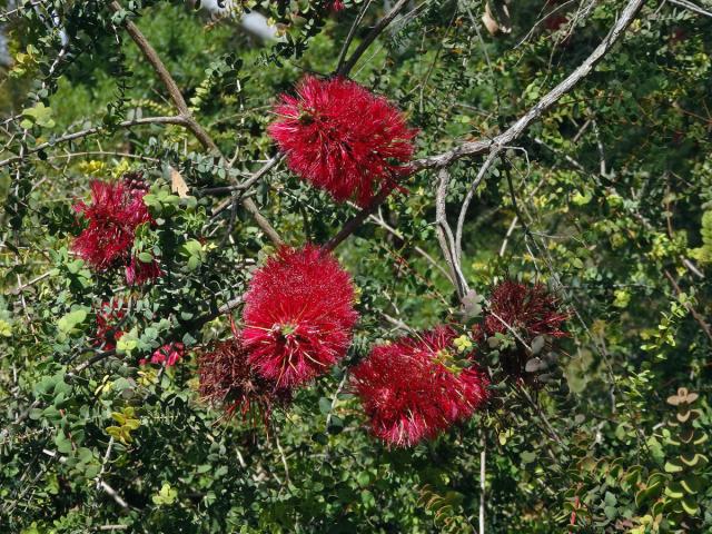 Melaleuca eliptica Labill.