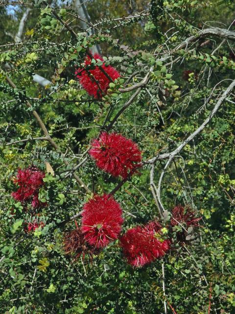 Melaleuca eliptica Labill.