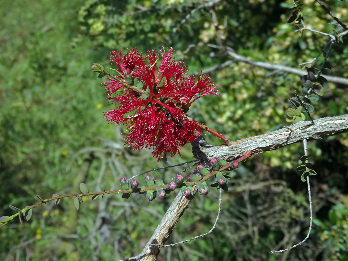 Melaleuca eliptica Labill.