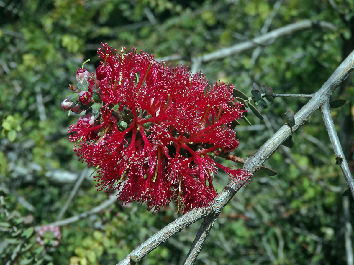 Melaleuca eliptica Labill.